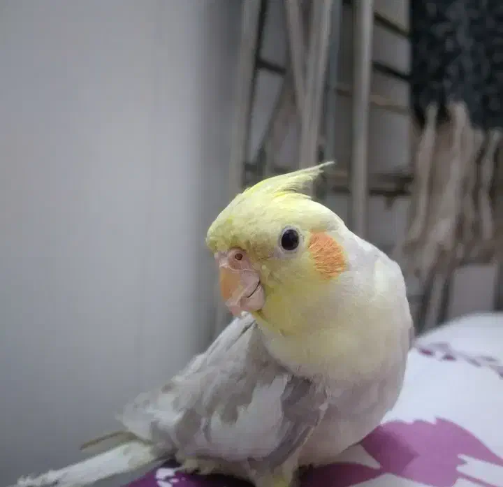 عروس هلندی|پرنده|تهران, هفده شهریور|دیوار