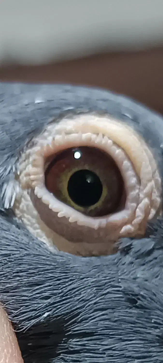 جوجه مسافتی|پرنده|چابهار, |دیوار