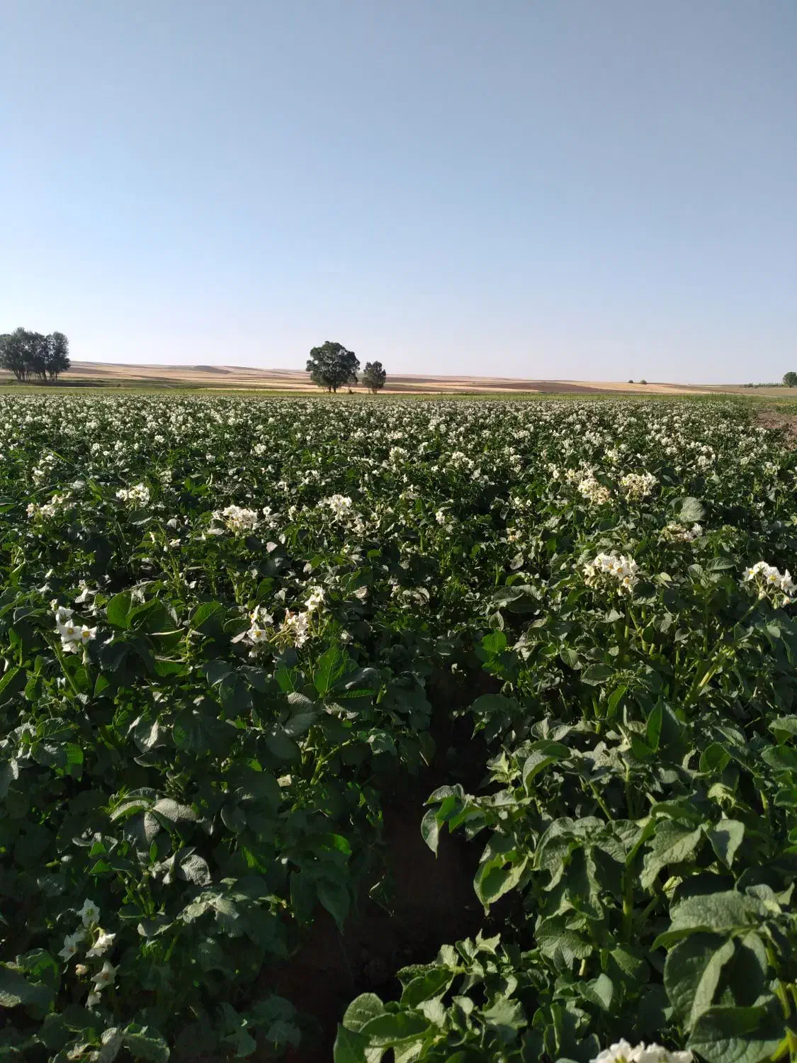 سیب زمینی بذری|عمدهفروشی|کوراییم, |دیوار