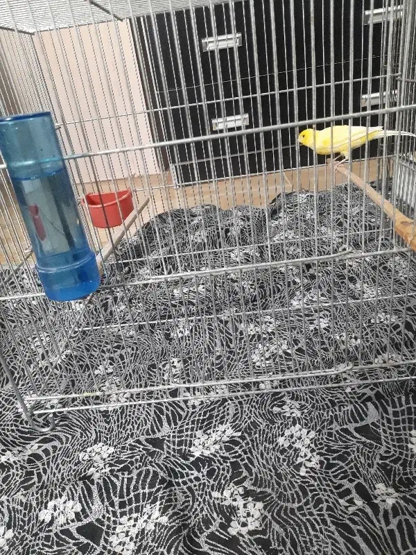 قناری نر و ماده|پرنده|الوند, |دیوار