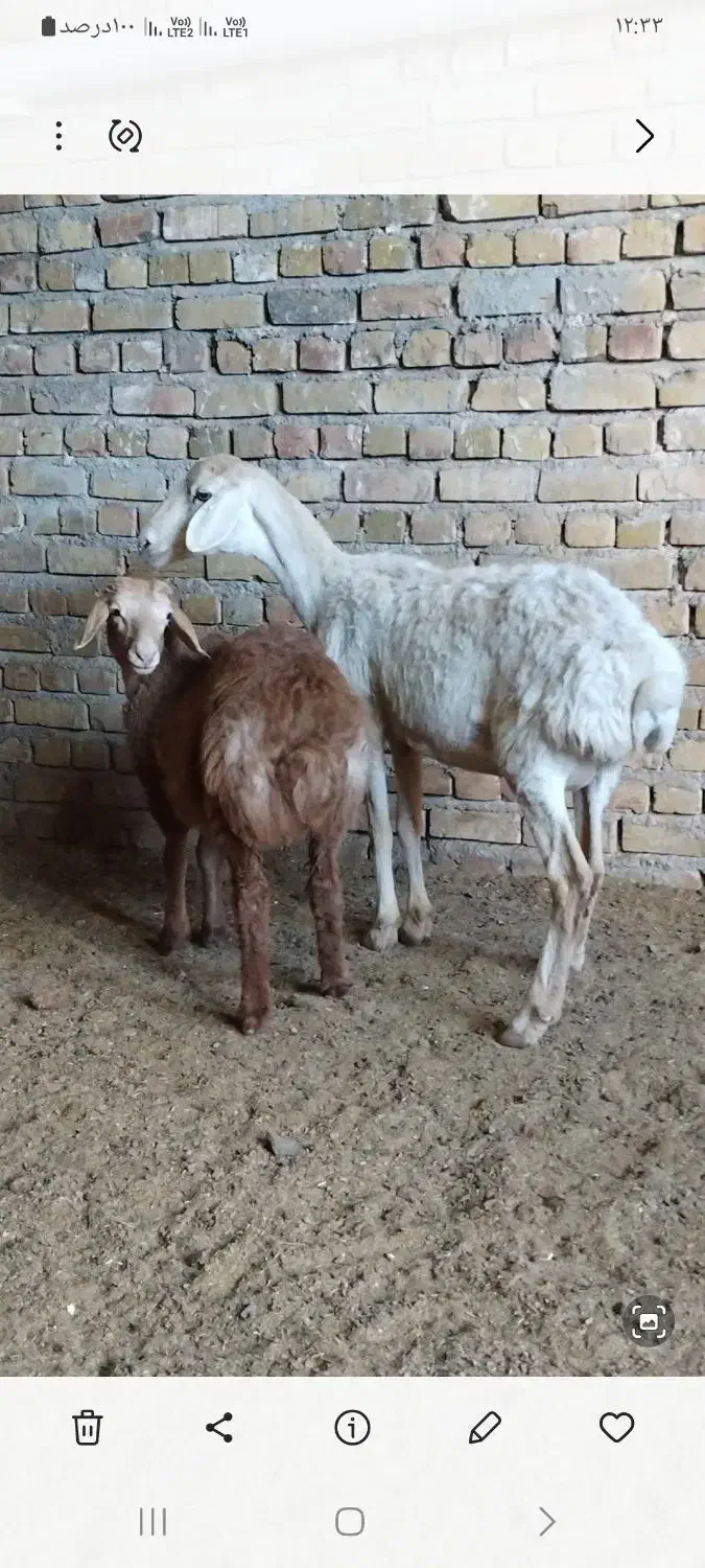 میش زاییده جوان|حیوانات مزرعه|تربت جام, جامرود|دیوار