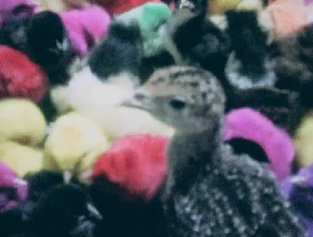 حیوانات خانگی عموحسن|اسباب‌بازی بچه|قائن, |دیوار