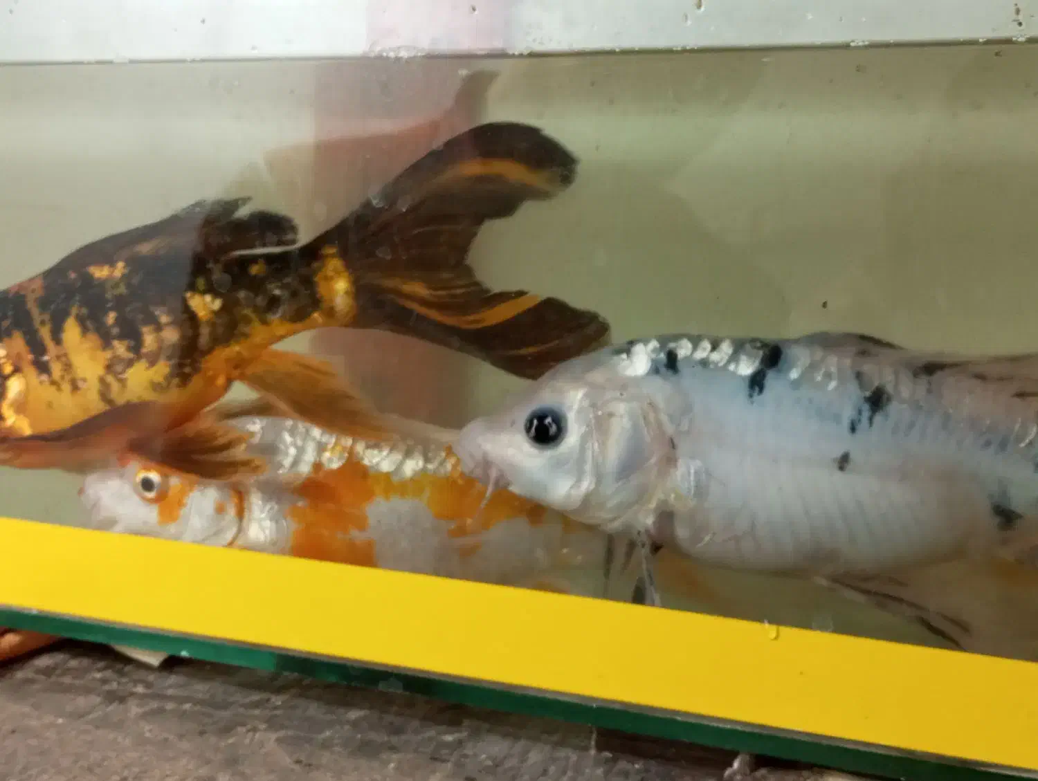 ماهی کوی مولد|ماهی|تربت جام, یحیی آباد|دیوار