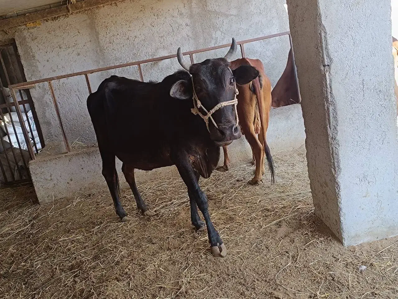 گاو فروشی|حیوانات مزرعه|قصرقند, |دیوار