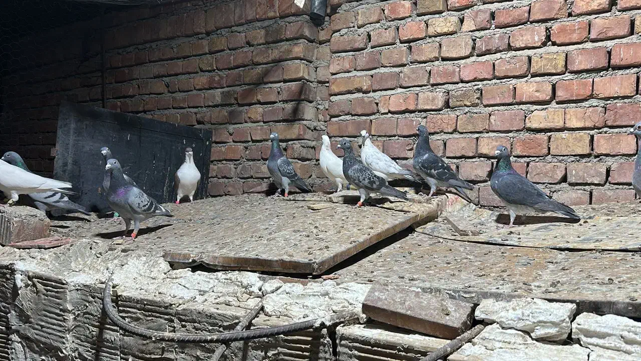 کبوتر پلاکی|پرنده|ایرانشهر, |دیوار