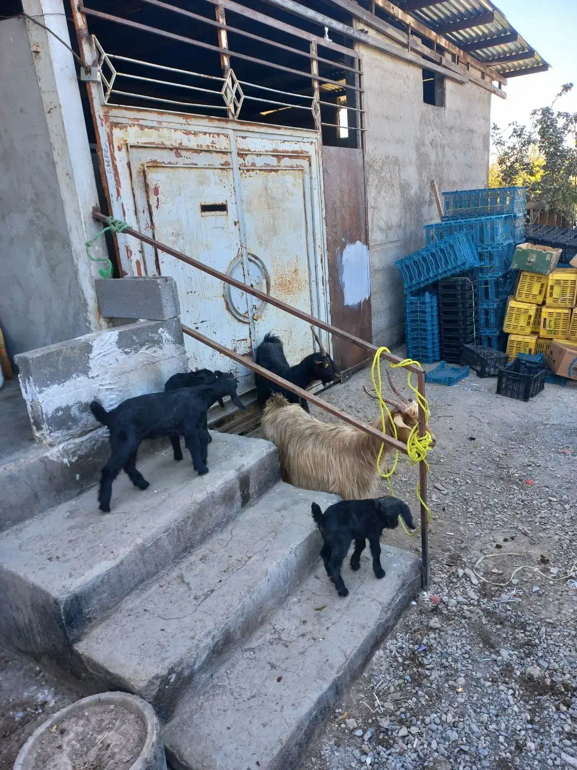 فروش یا معاوضه ۲ بز و ۳ بزغاله|حیوانات مزرعه|ساوه, |دیوار