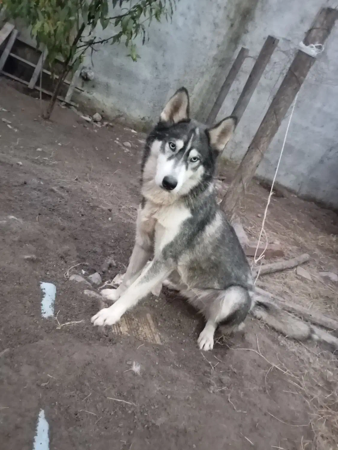 هاسکی اصیل ماده یک ساله|سگ|سنگر, |دیوار