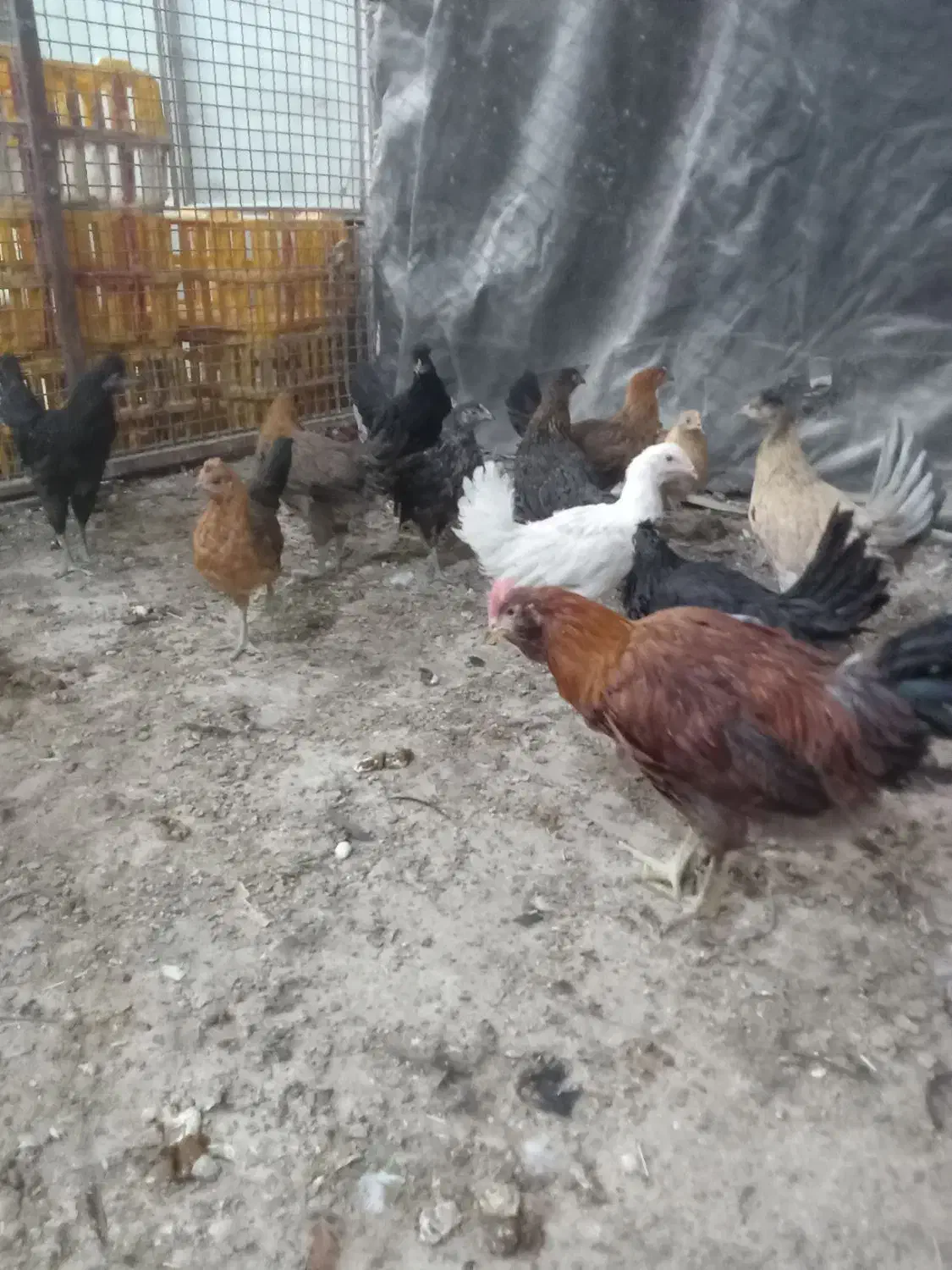 جوجه مرغ محلی|حیوانات مزرعه|سبزوار, شهرک صنعتی خاوران|دیوار