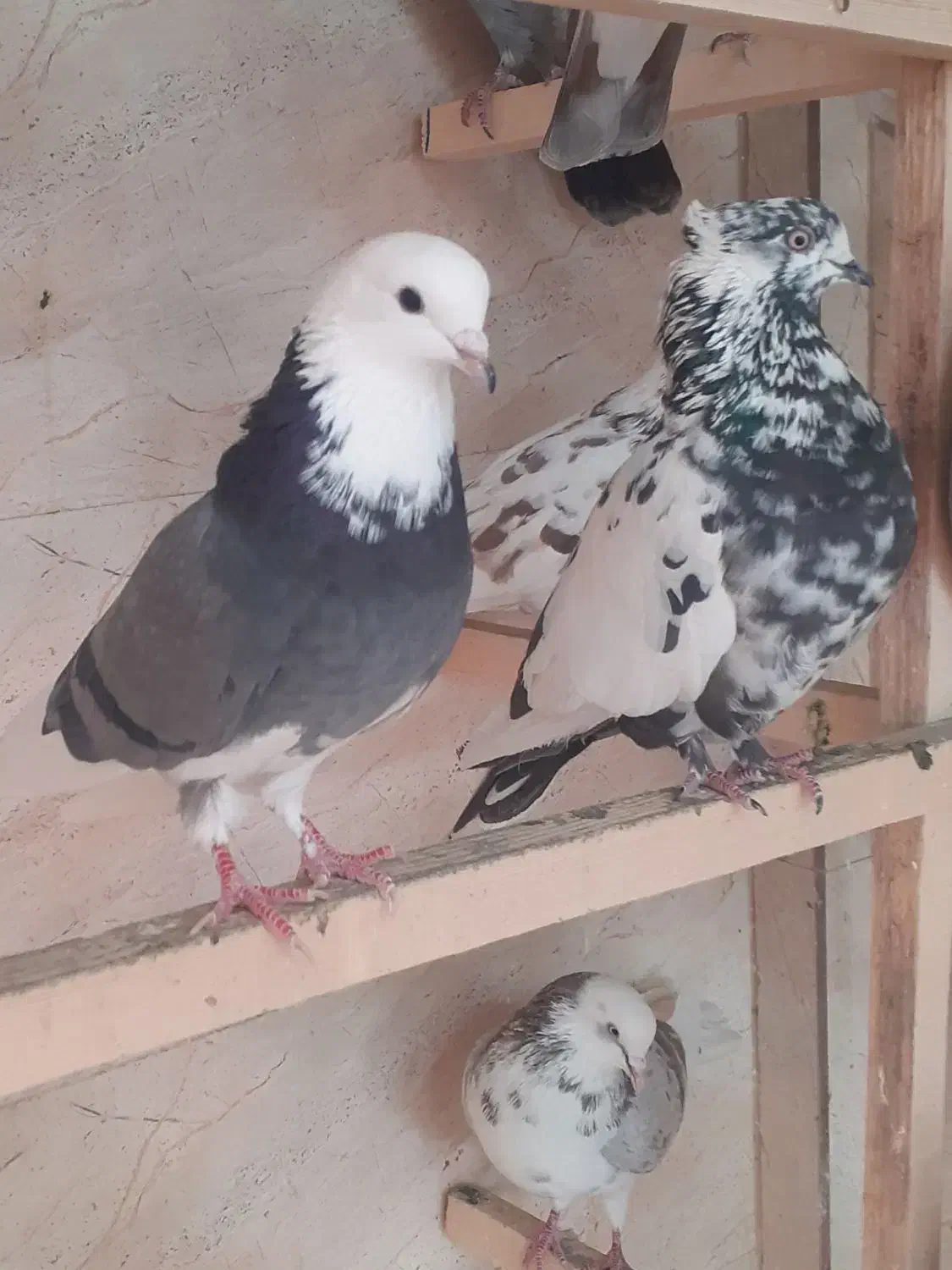 کبوتربچه های خط پایان|پرنده|لاهیجان, بازکیاگوراب|دیوار