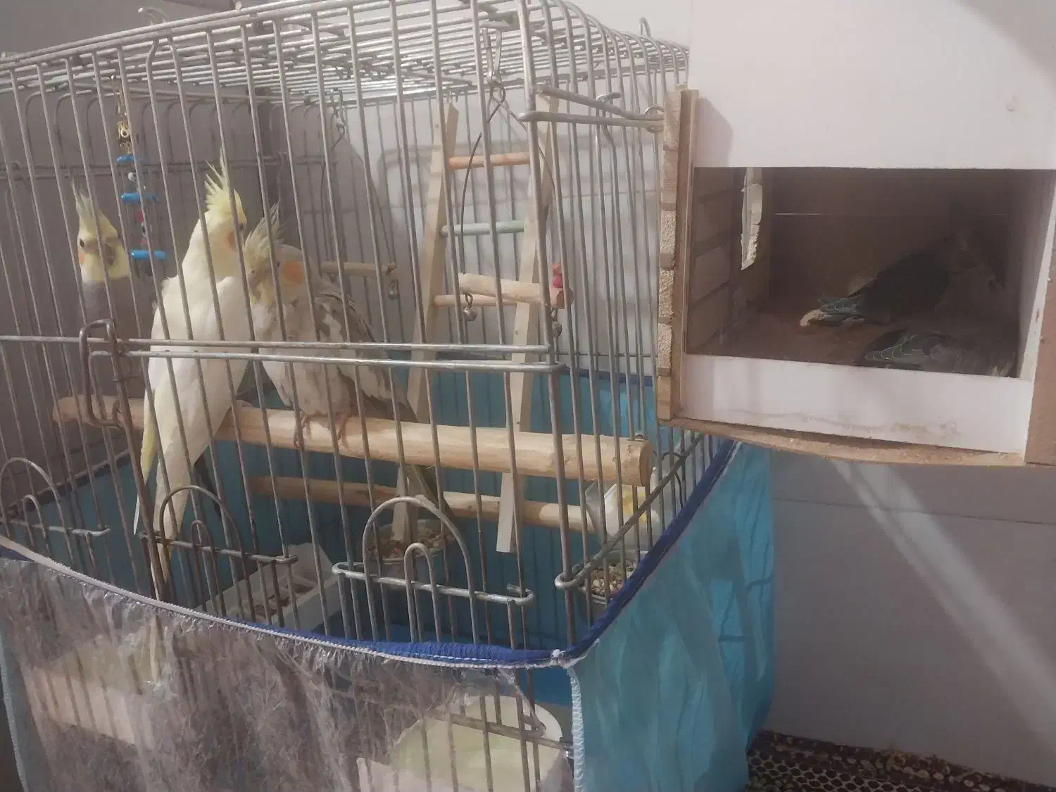 عروس هلندی|پرنده|شهریار, شهرک مصطفی خمینی|دیوار