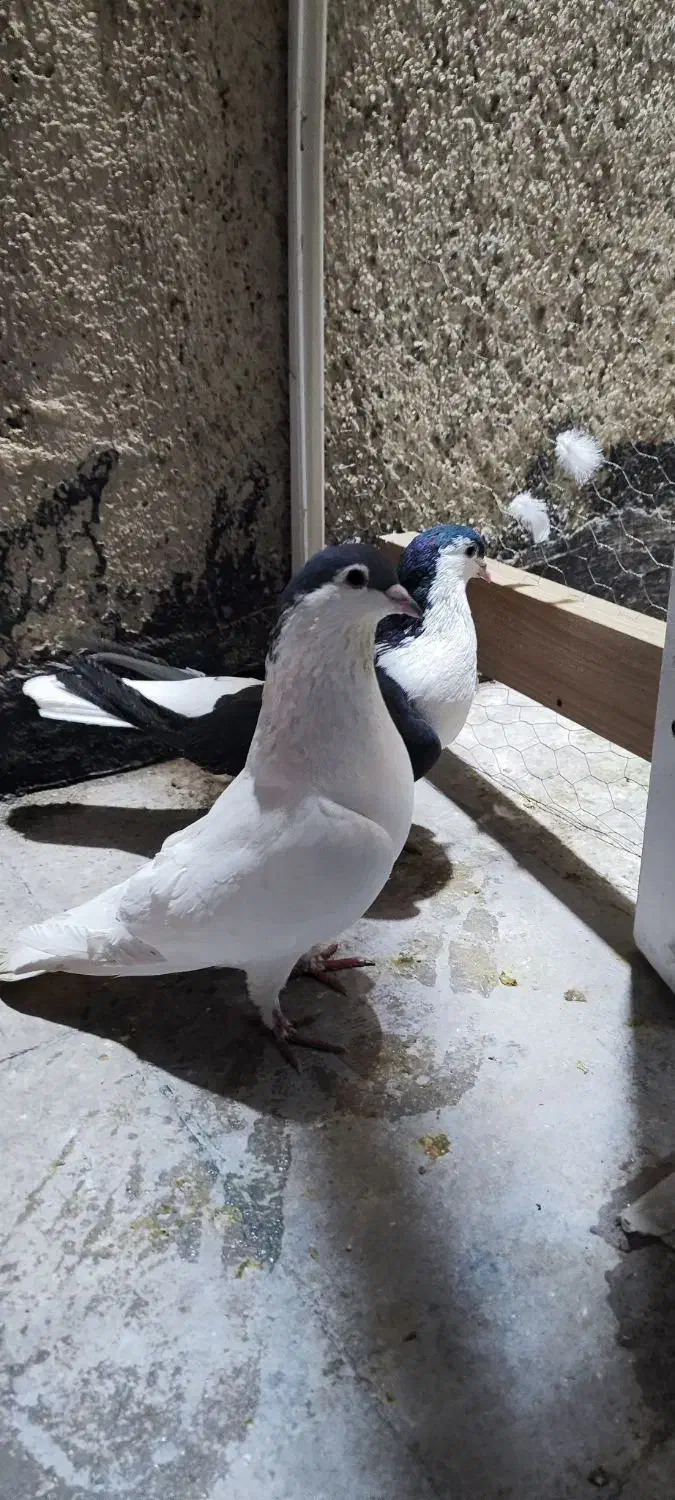 یجفت کفتر افغانی|پرنده|پاکدشت, پاکدشت (مامازند)|دیوار