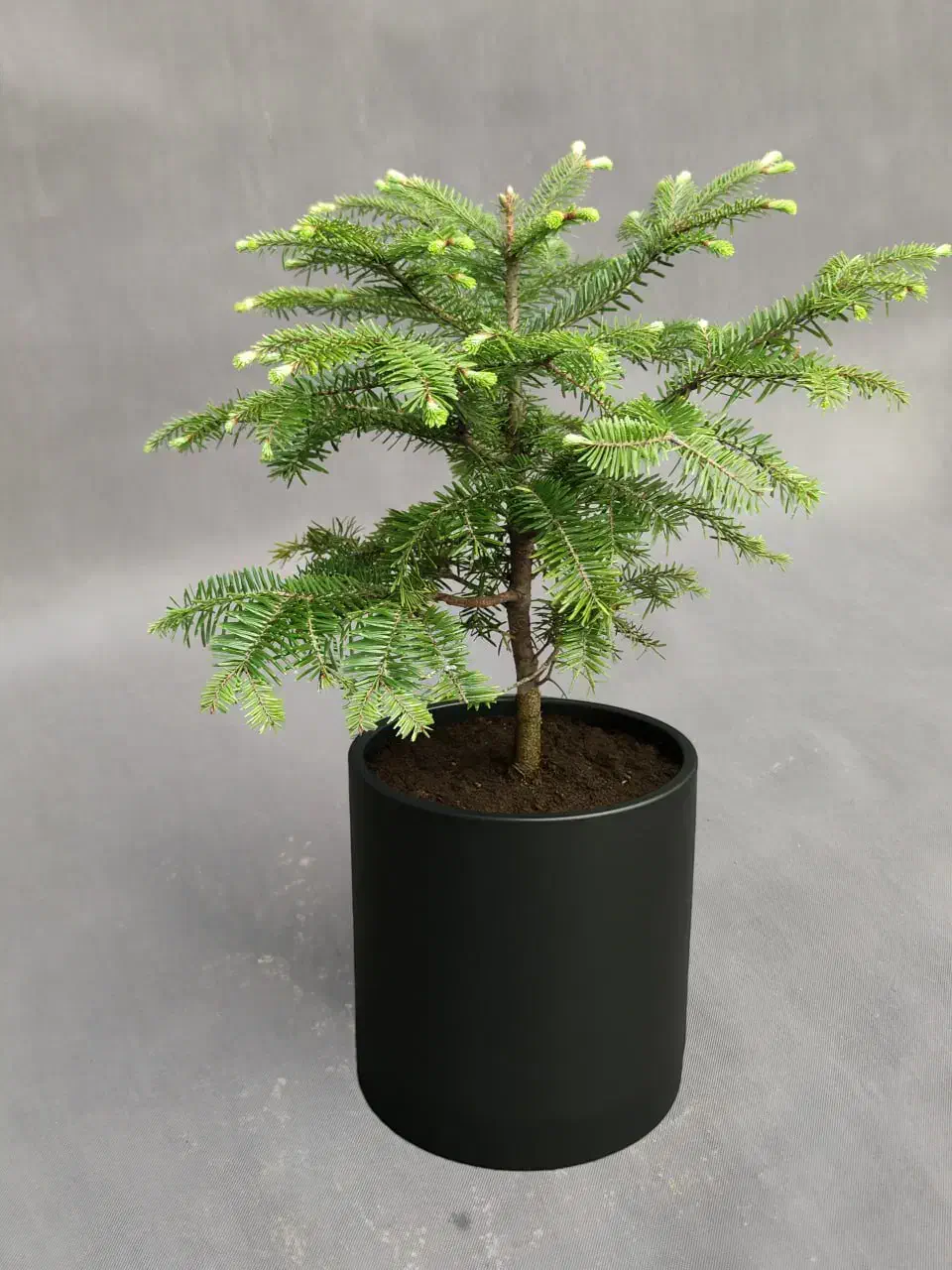 کاج کره‌ای (آبیس) ۸۰ درصد تخفیف|گل و گیاه طبیعی|تهران, صادقیه|دیوار