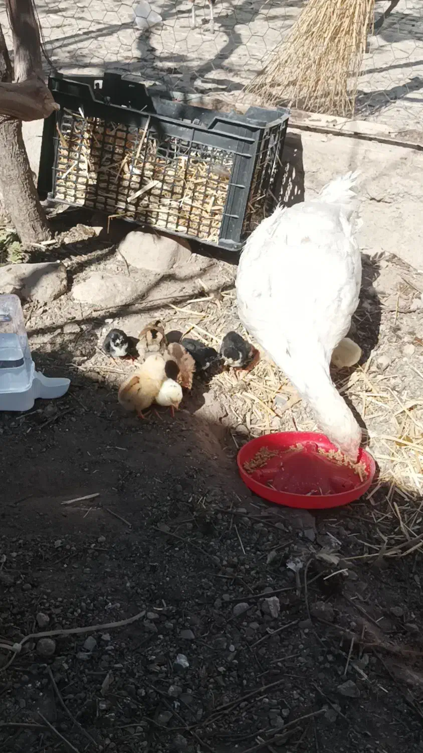 کود مرغی|لوازم جانبی حیوانات|معصومیه, |دیوار