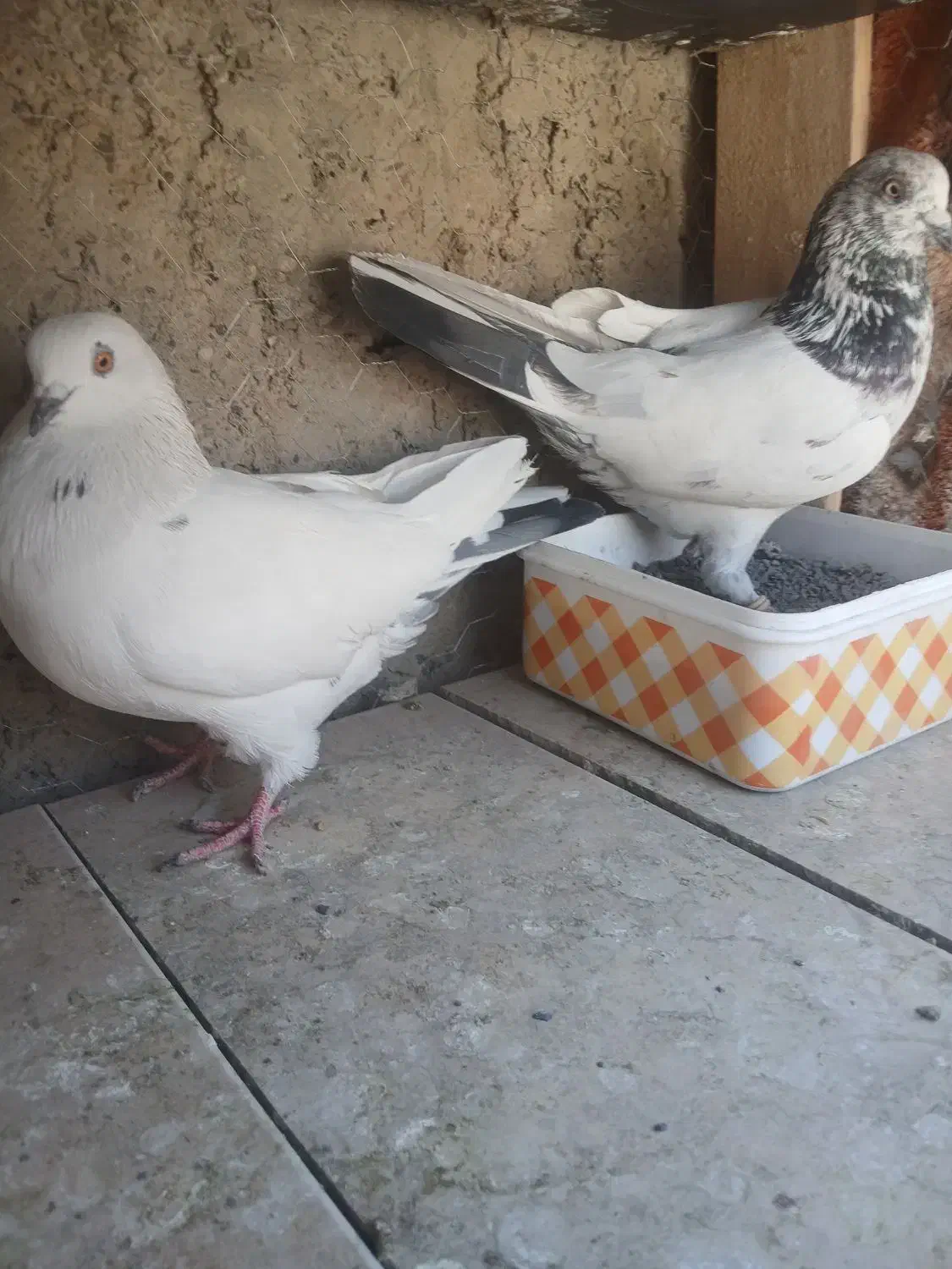 ۱۲ جفت کفتر پرشی دونسته|پرنده|خمینی‌شهر, |دیوار