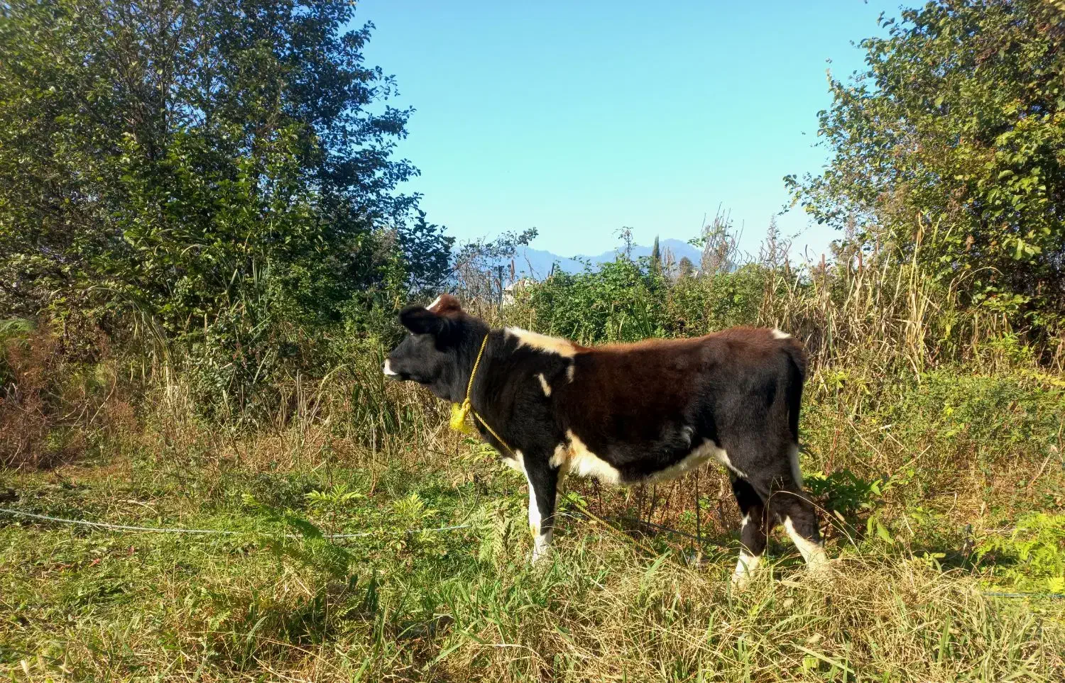 گاو یا گوساله ماده چالوسی تیپ دار ۴ ماهه لیشه|حیوانات مزرعه|گوراب زرمیخ, |دیوار