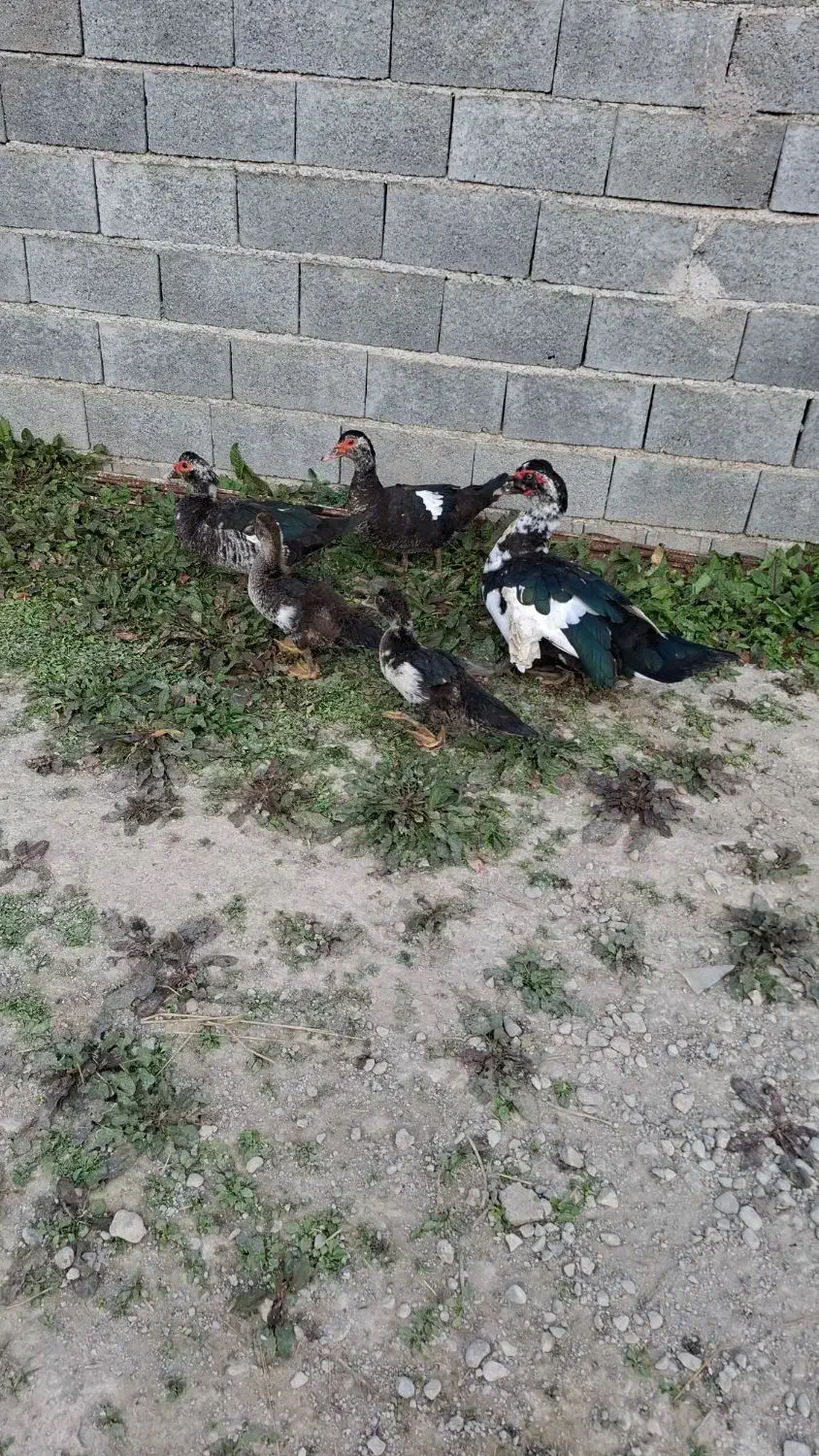 اردک اسرائیلی|حیوانات مزرعه|لاهیجان, بازکیاگوراب|دیوار