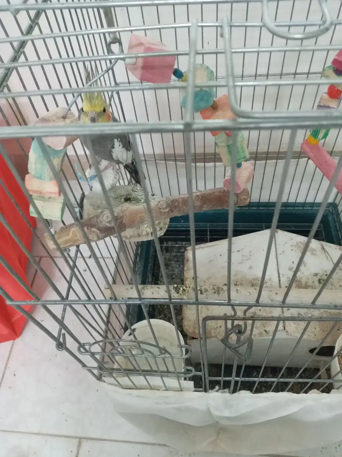 عروس هلندی و طوطی برزیلی|پرنده|تهران, خانی آباد نو شمالی|دیوار