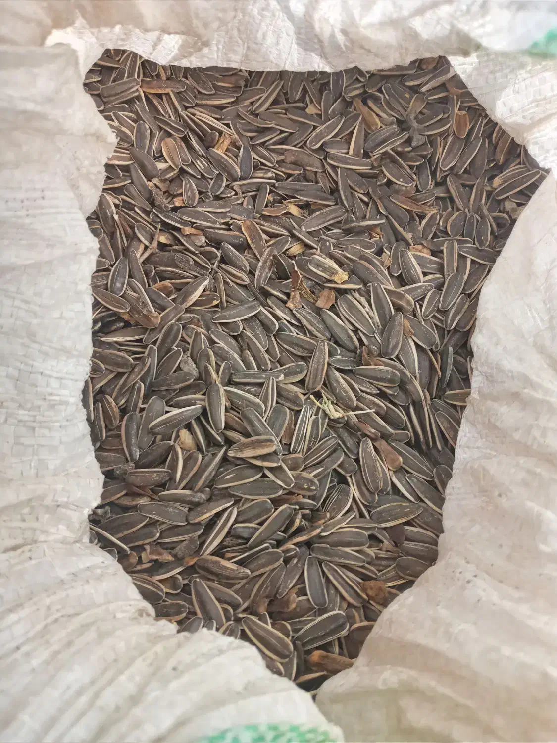 فروش تخمه افتاب گردان|خوردنی و آشامیدنی|محمدبار, |دیوار