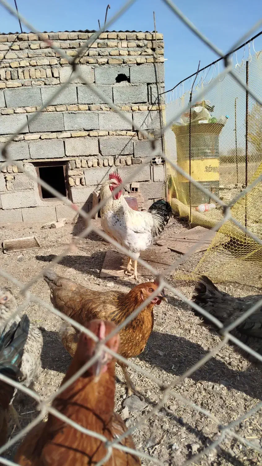 خروس محلی|حیوانات مزرعه|هریس, |دیوار