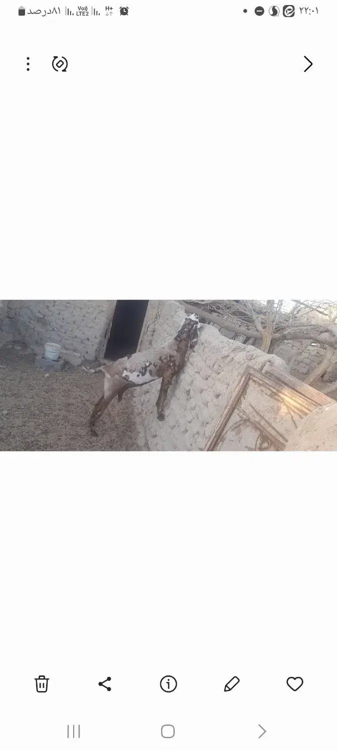 بز مری پلنگی اصل|حیوانات مزرعه|هامون, |دیوار