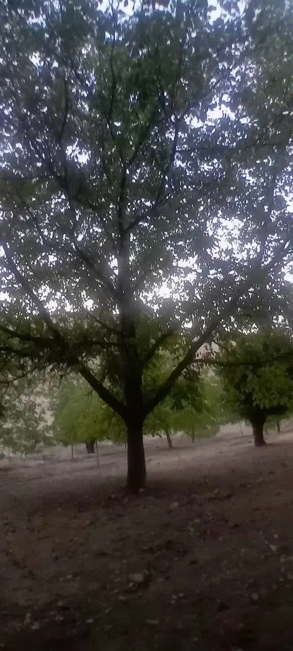 خریدار و برشکار چوب شما در سراسر استان هستم|خدمات باغبانی و درختکاری|بوشهر, |دیوار