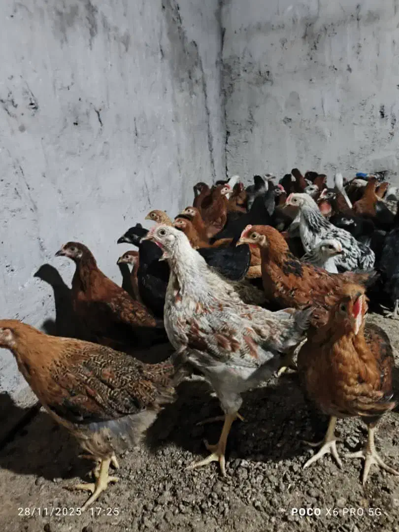 نیمچه گلپایگان|حیوانات مزرعه|اطاقور, |دیوار