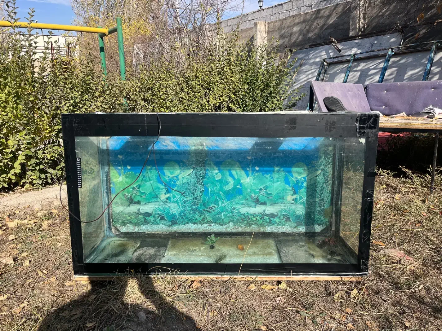 اکواریوم|ماهی|اردبیل, |دیوار