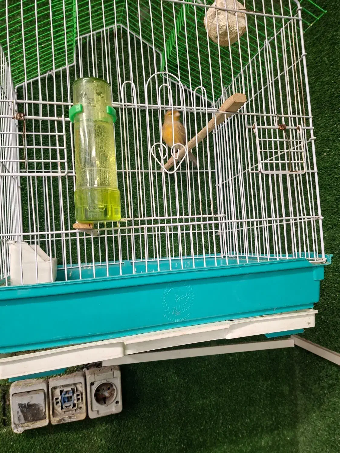 ۲عدد قناری نر وماده|پرنده|تهران, فلسطین (میدان انقلاب)|دیوار