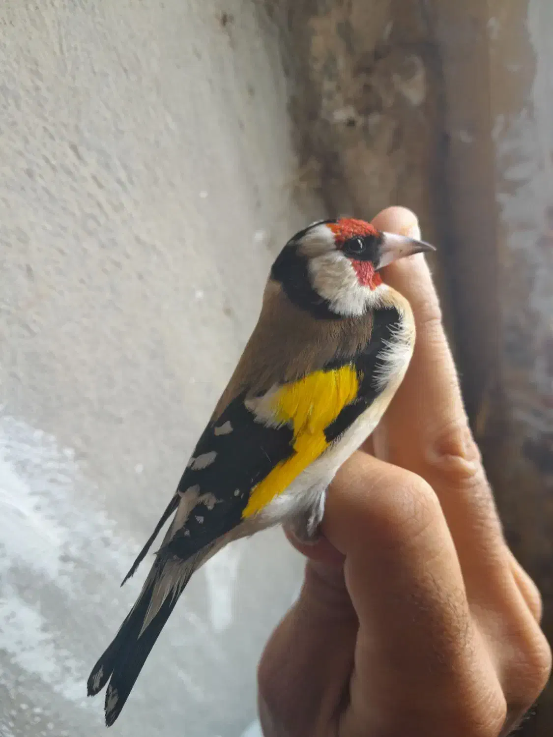 سهره|پرنده|زیویه, |دیوار