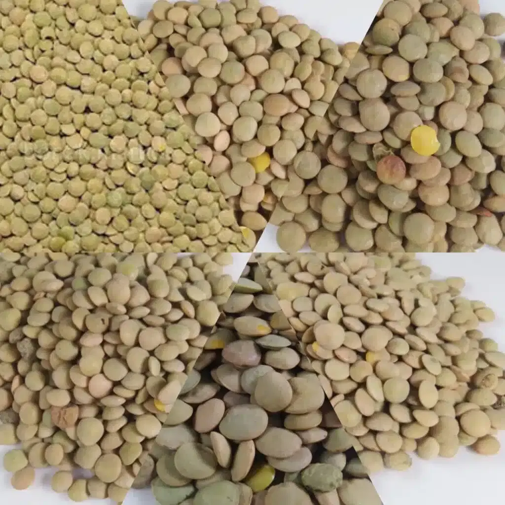 عدس|خوردنی و آشامیدنی|یاسوج, |دیوار