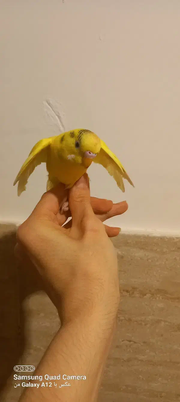 مرغ عشق|پرنده|پاکدشت, حصار امیر|دیوار