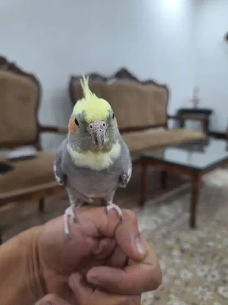 پرنده عروس هلندی فروشی|پرنده|تهران, اوقاف|دیوار