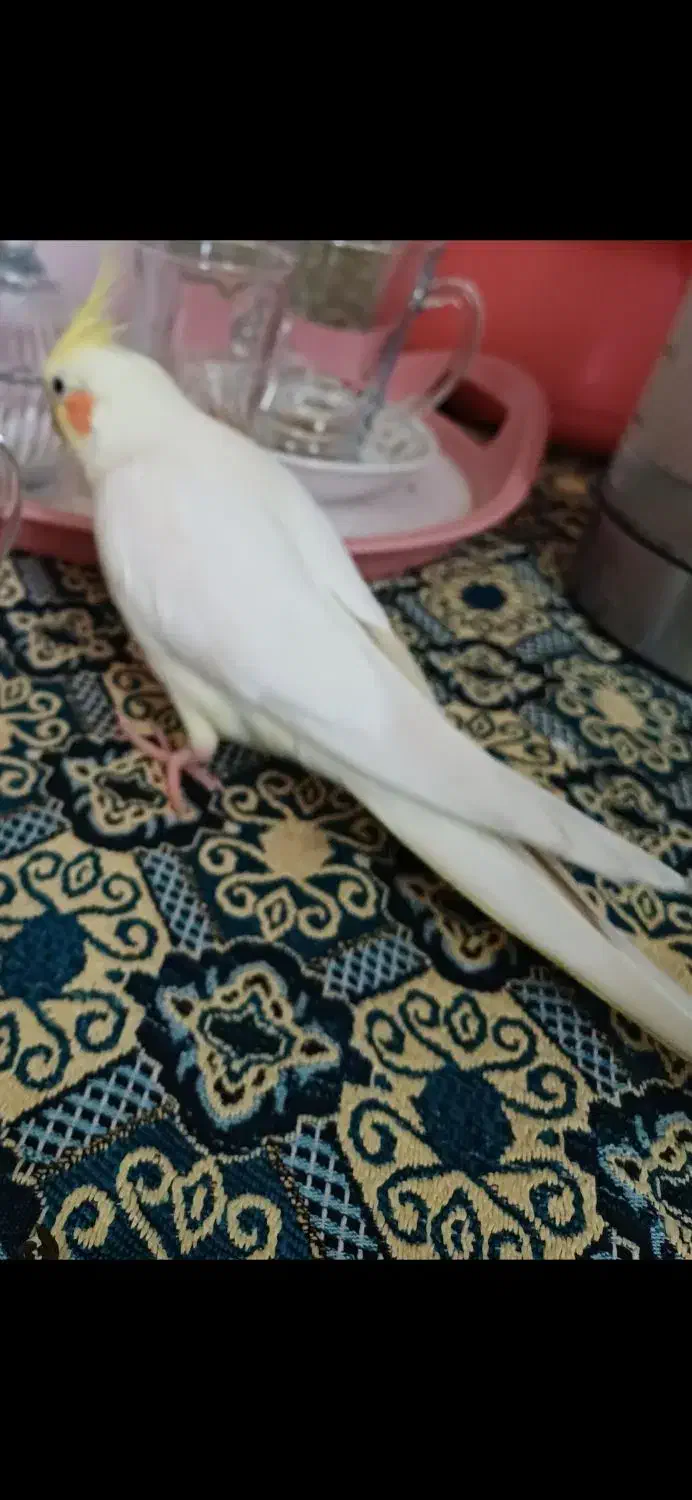 عروس هلندی گمشده دهقاید|حیوانات|برازجان, |دیوار