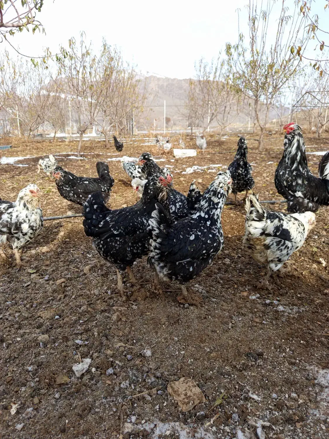 فروش مرغ و خروس گلین بدون پر رنگی|حیوانات مزرعه|فارسان, |دیوار