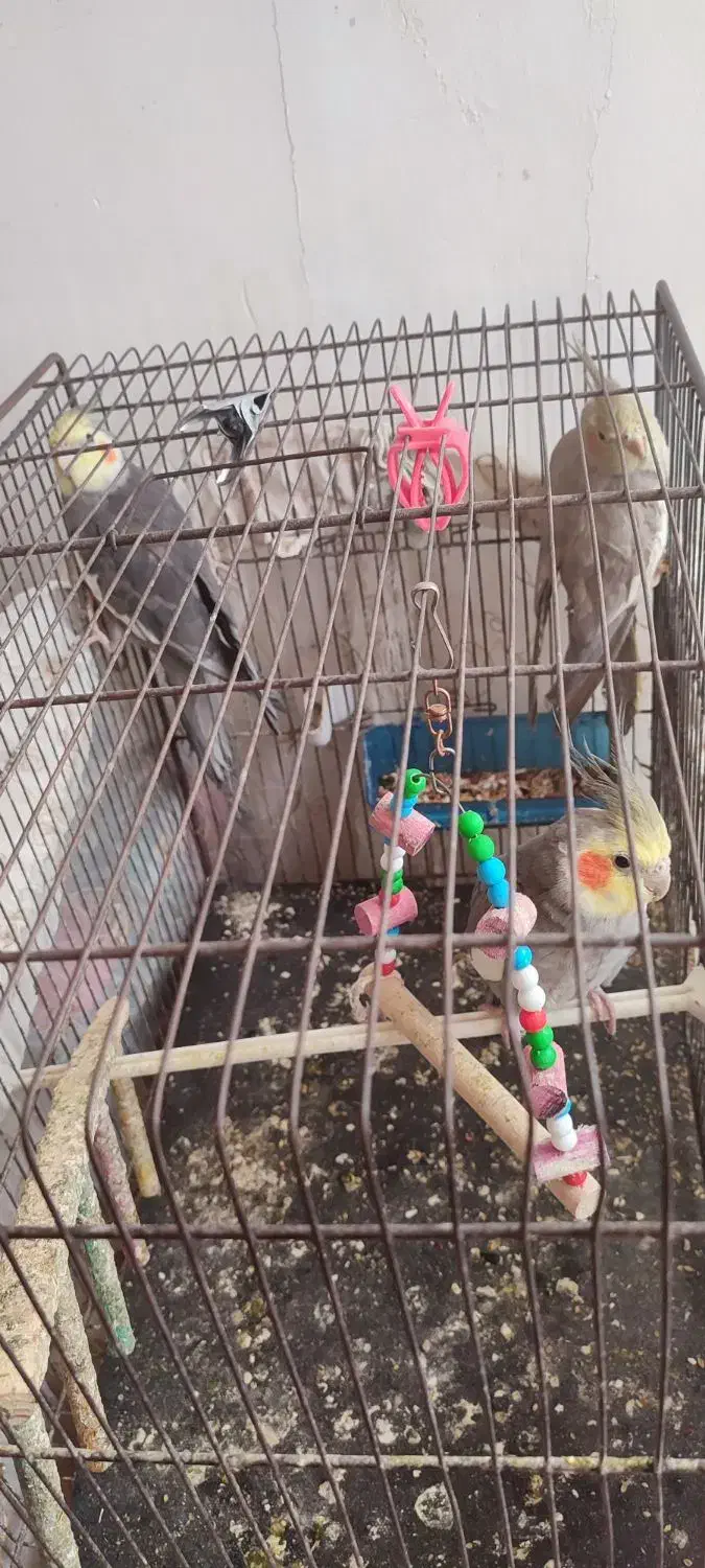 عروس هلندی|پرنده|خرمدره, |دیوار