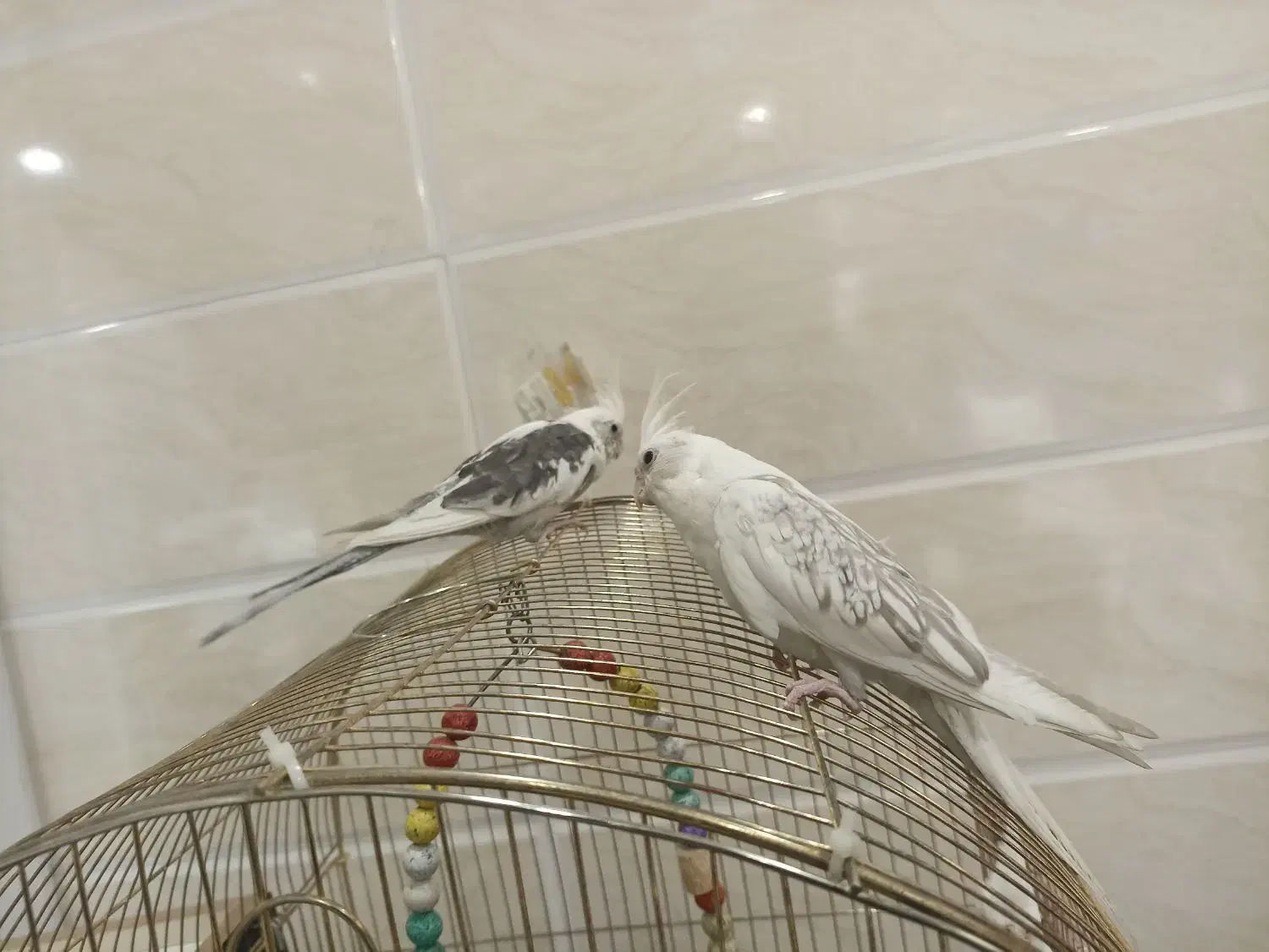 عروس هلندی  دستی اهی وسخنگو چهار عدد هرستا اهلی ه|پرنده|بوکان, |دیوار