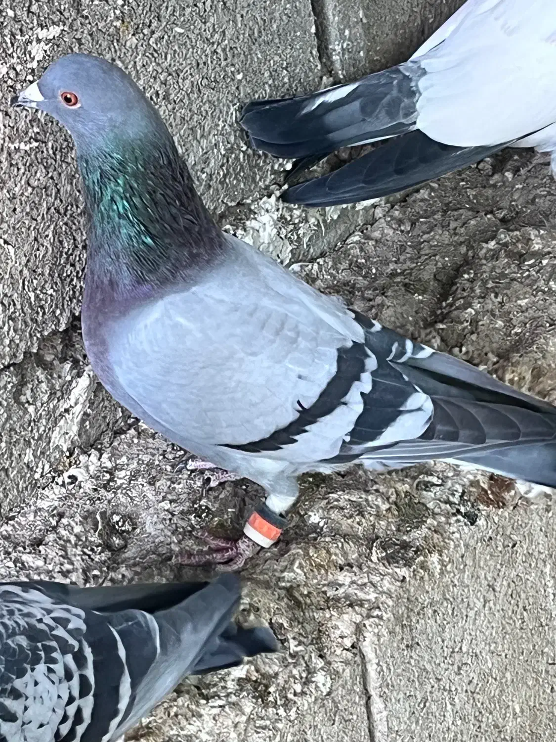 پرنده|پرنده|یاسوج, |دیوار