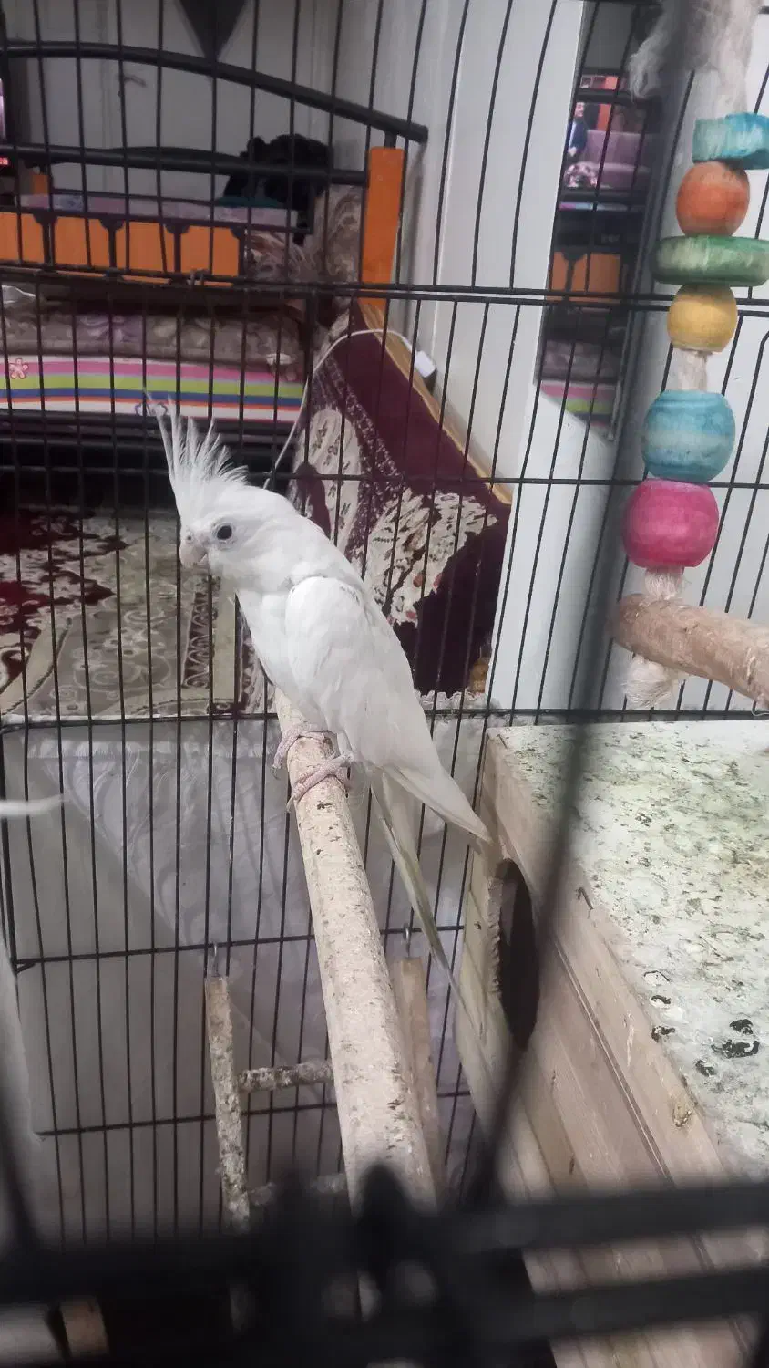 عروس هلندی ماده البینو ۱ساله تک خال آماده جفت|پرنده|تهران, کیانشهر|دیوار