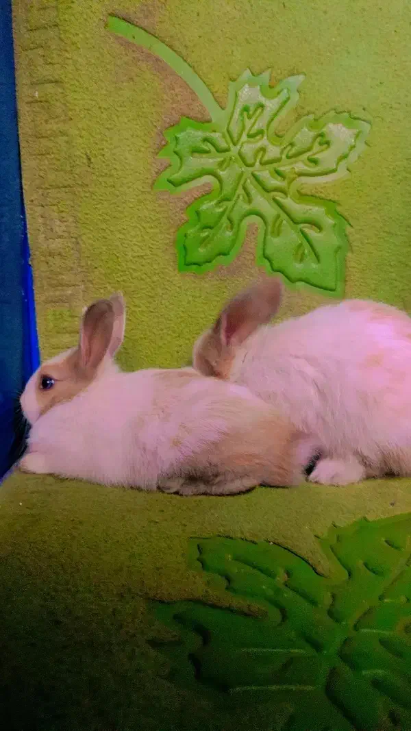 خرگوش مینیاتوری|موش و خرگوش|تهران, افسریه جنوبی|دیوار