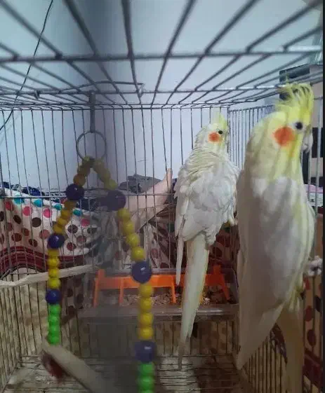 عروس|پرنده|آستانه اشرفیه, |دیوار