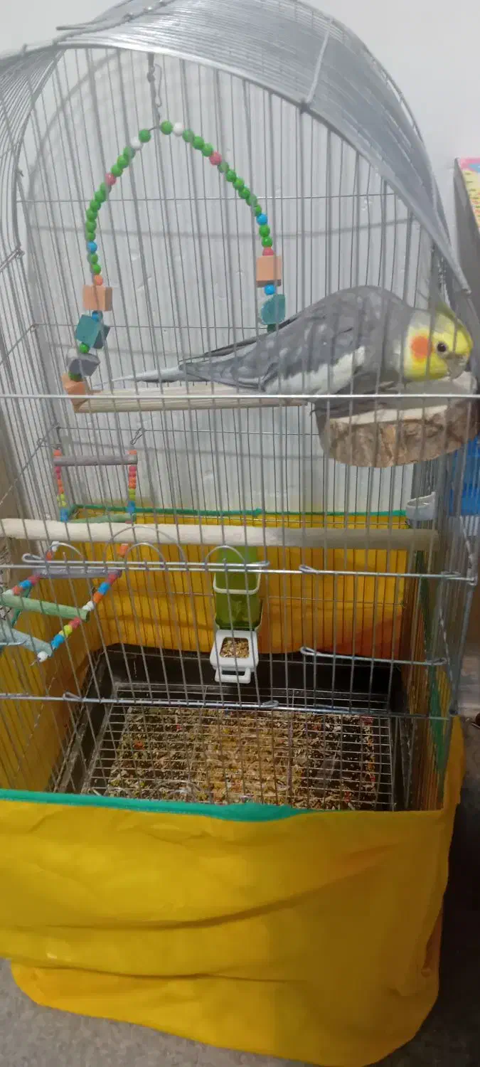 عروس هلندی نر|پرنده|اسلامآباد غرب, |دیوار