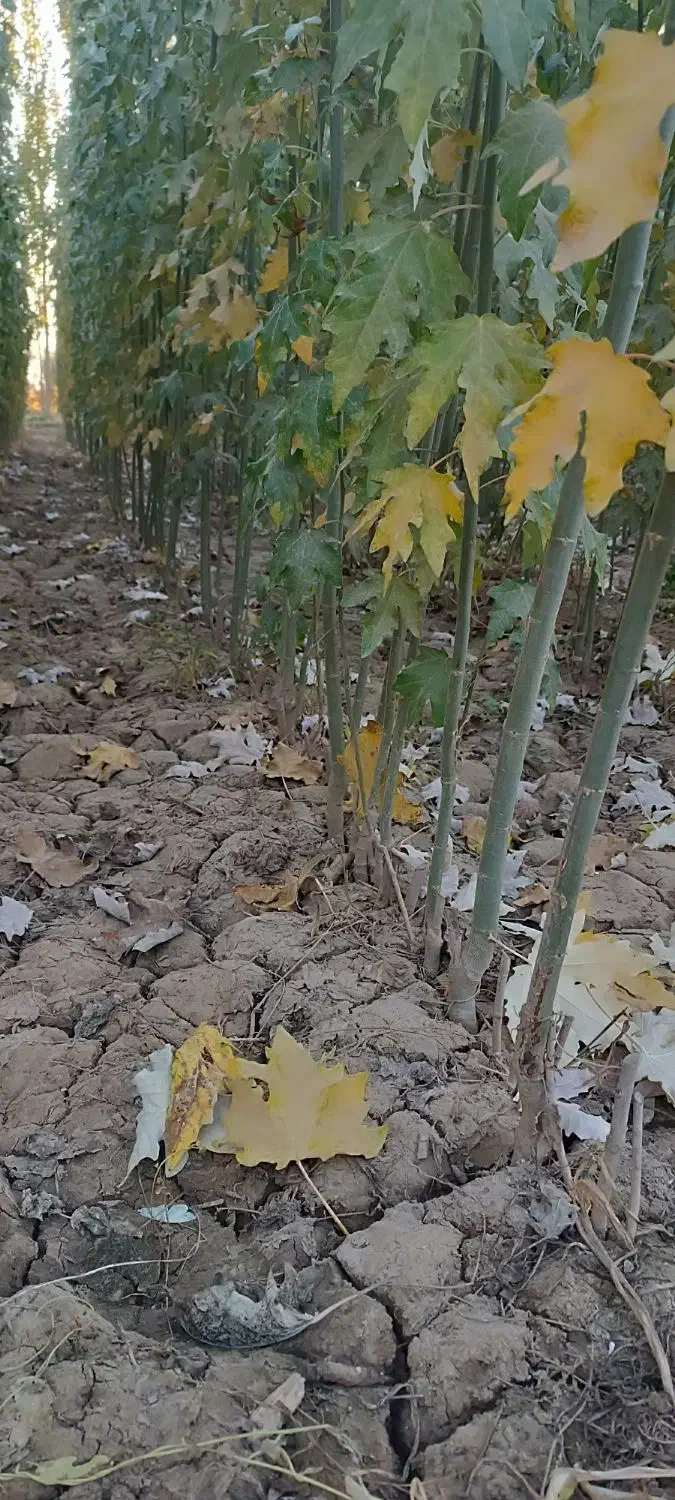 نهال صنوبر تبریزی|خدمات باغبانی و درختکاری|خوی, |دیوار