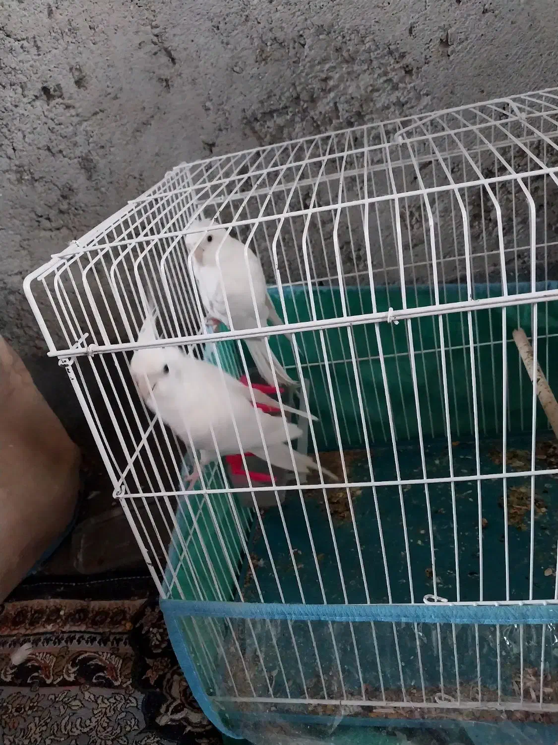 فروش عروس هلندی|پرنده|میناب, |دیوار