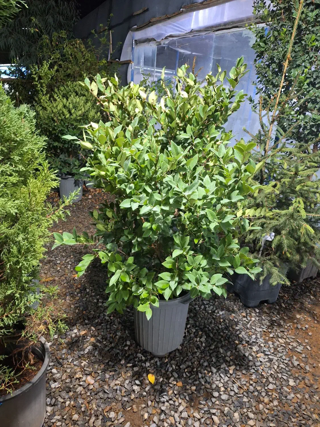 گیاهان همیشه سبز|خدمات باغبانی و درختکاری|فولادشهر, C4|دیوار