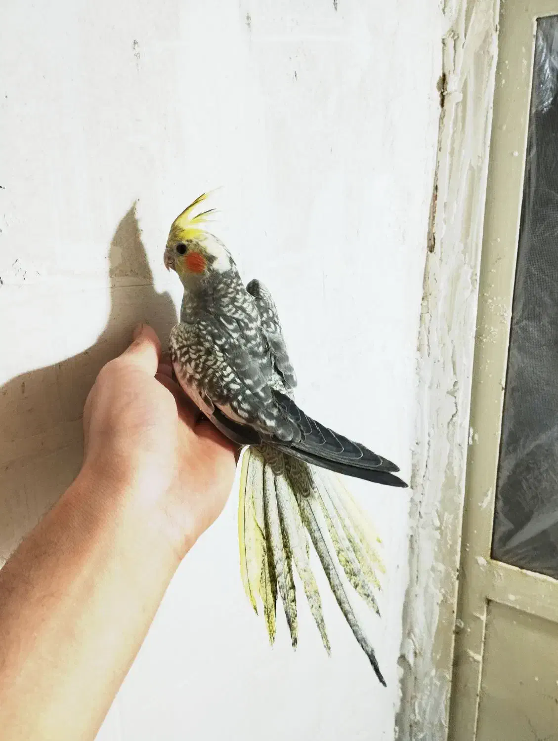 جوجه عروس هلندی دون خور|پرنده|خمین, |دیوار