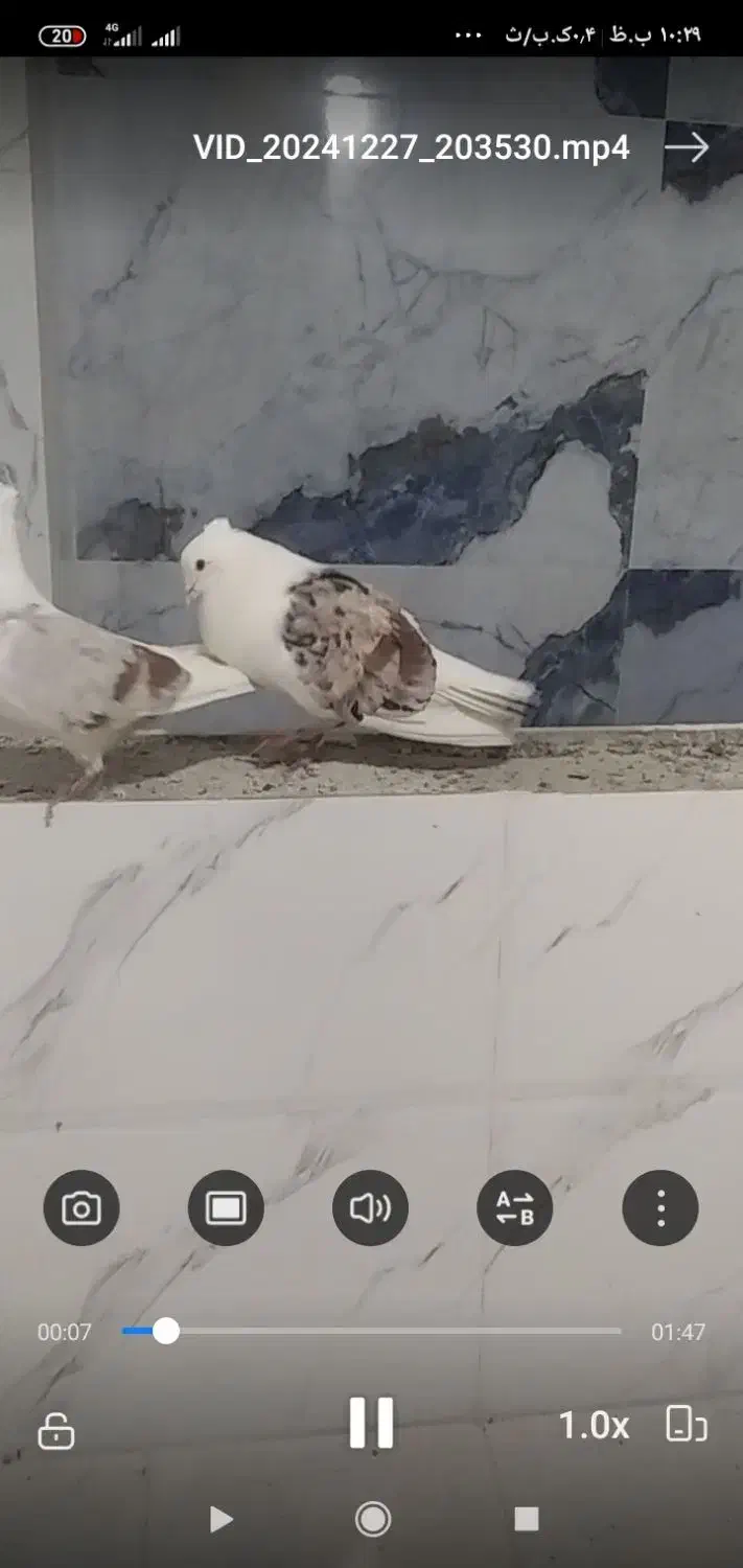 کبوتر خوشونه|پرنده|الشتر, |دیوار