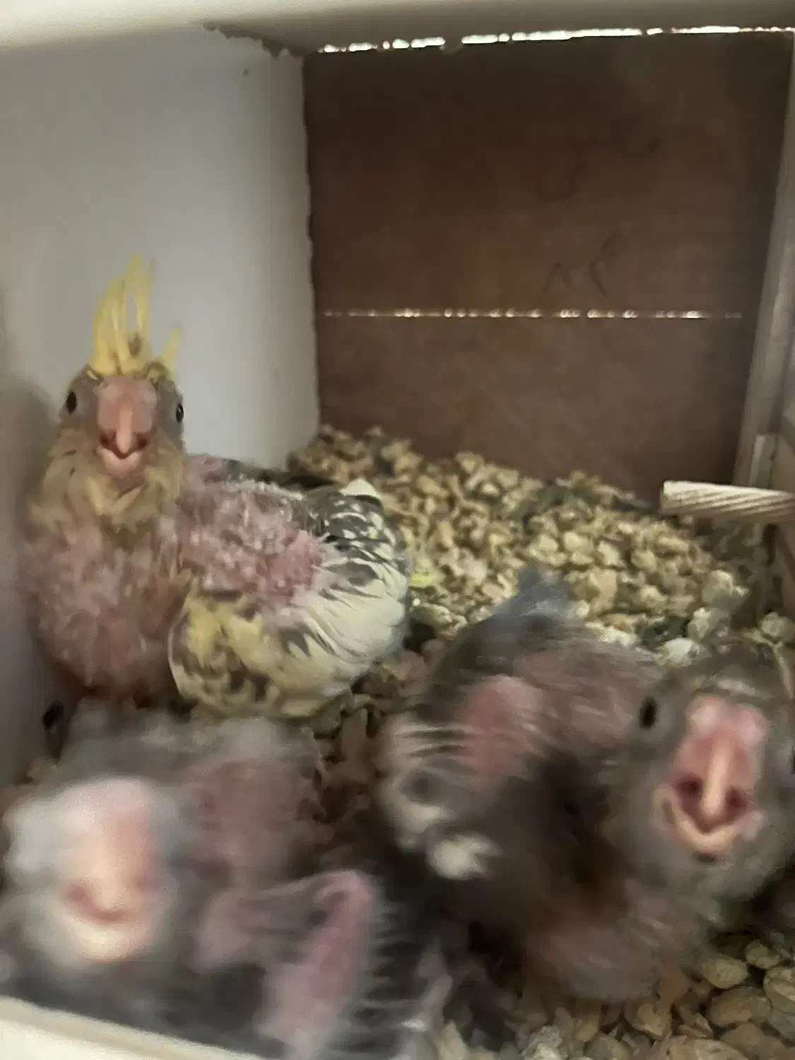 جفت عروس‌هلندی با سه جوجه|پرنده|چهارباغ, |دیوار