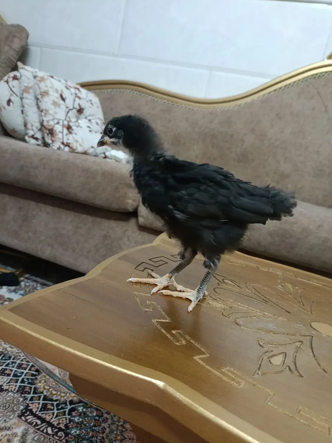 تخم مرغ نطفه دار ابریشمی وجوجه رسمی دوماهه|حیوانات مزرعه|قم, حاج خلیل|دیوار