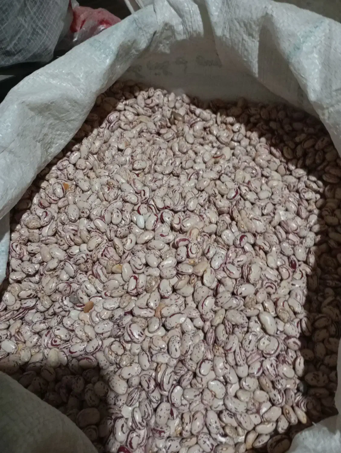 لوبیا چیتی درشت|حراج|نهاوند, |دیوار