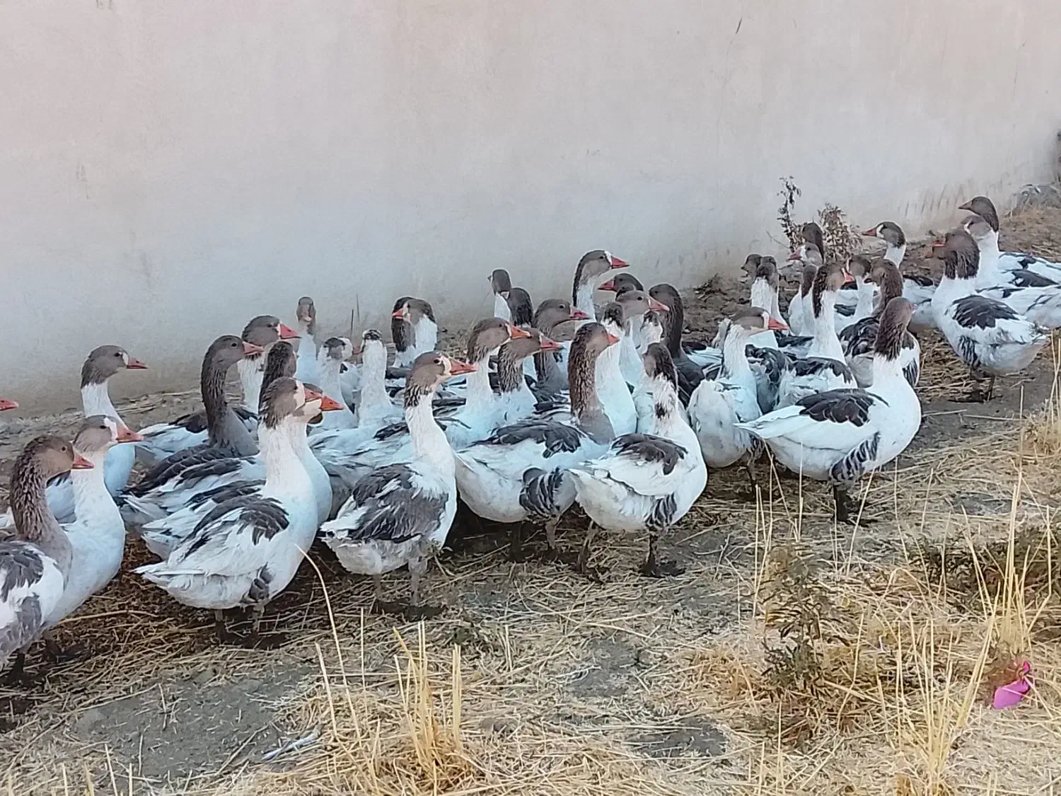 غاز|حیوانات مزرعه|بروجرد, |دیوار